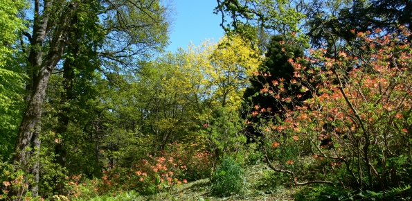 Bois des Moutiers (205) Mai 2012
